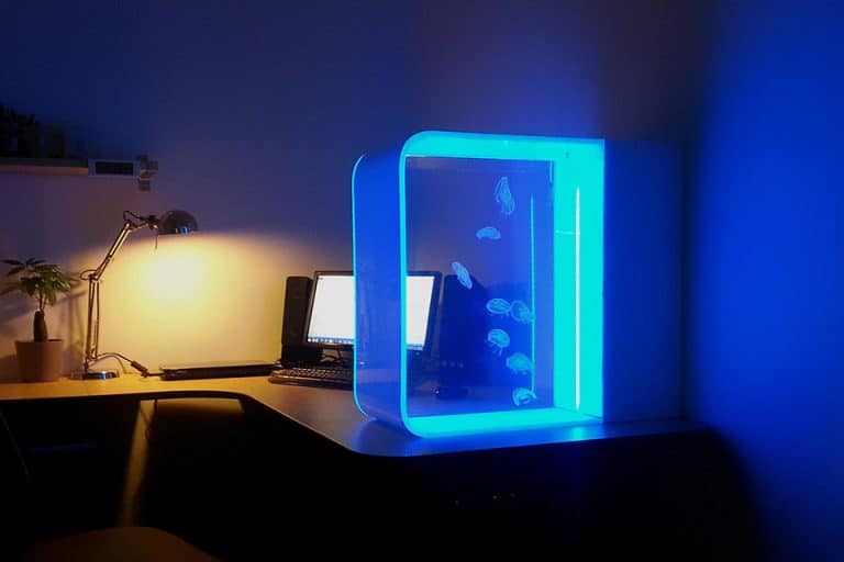 Un aquarium de rêve et relaxant